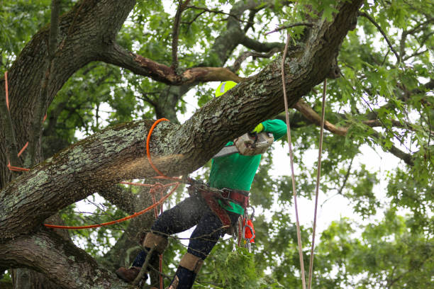 Lawn Renovation and Restoration in Sanford, FL