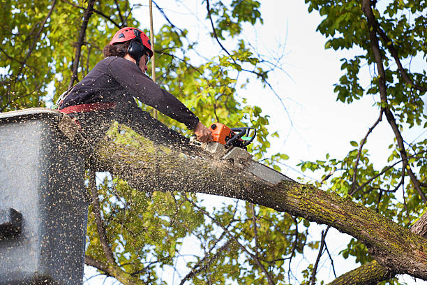 How Our Tree Care Process Works  in  Sanford, FL