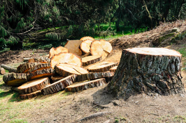 Reliable Sanford, FL Tree Services Solutions